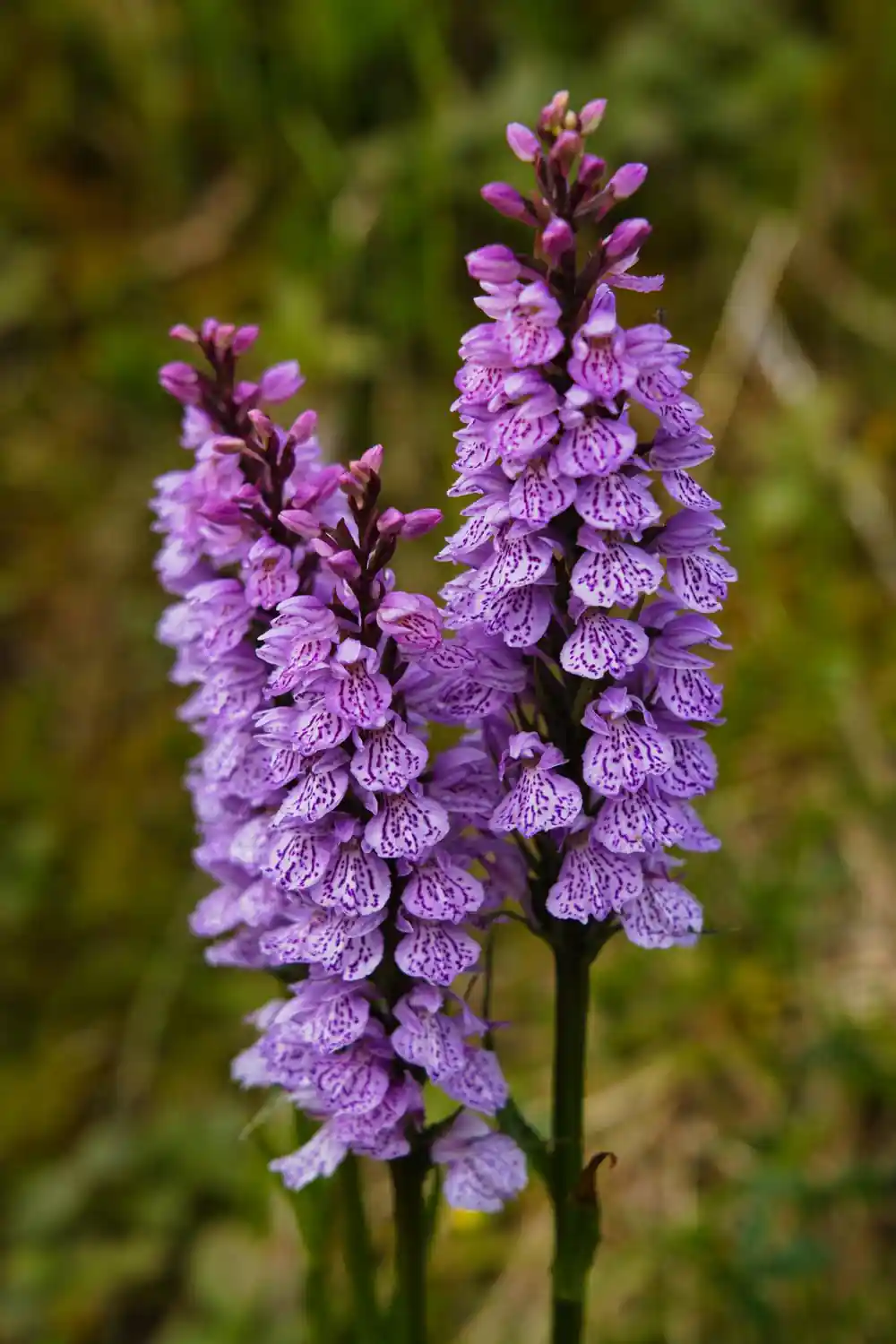 Close-up of purple flowering plant with textured petals