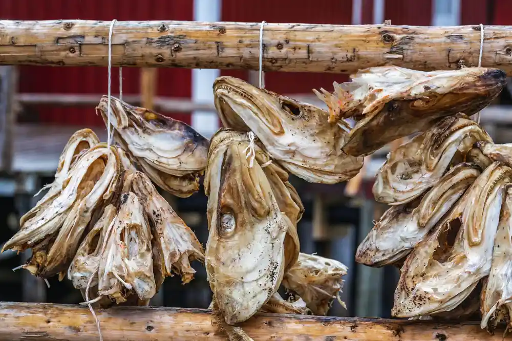 Dried cod fish hanging on wooden rack with blurred red building