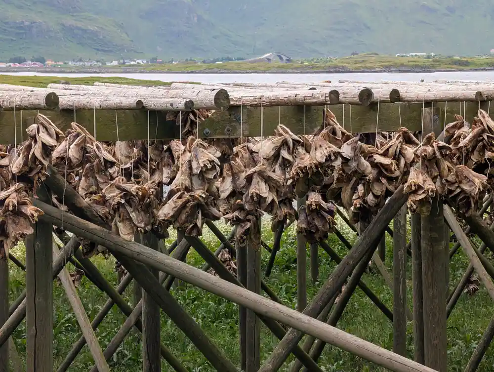 Fish heads drying on racks in coastal settlement