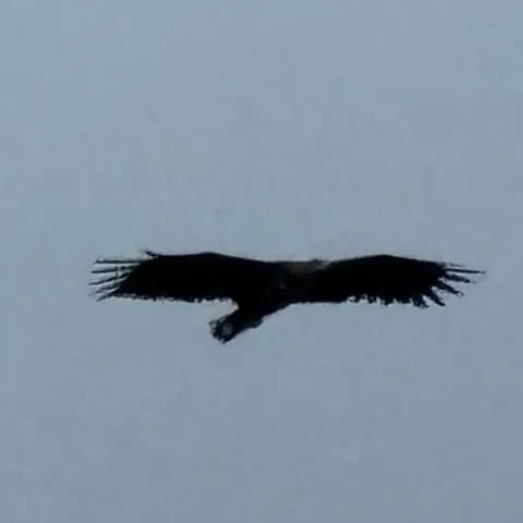 A white-tailed sea eagle in flight
