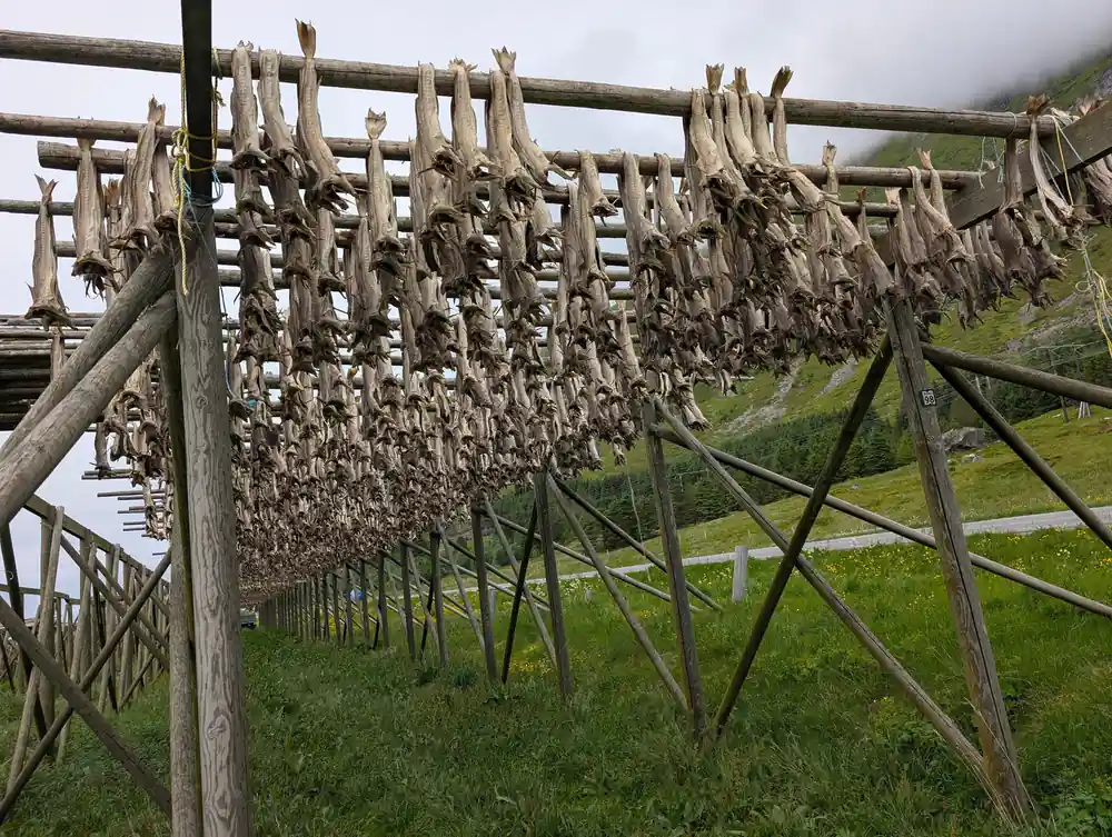 Wooden drying racks with fish hanging to dry
